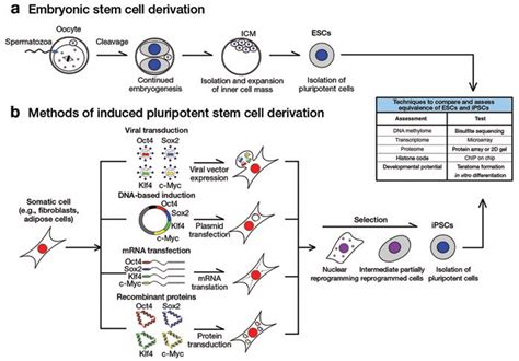 Comparison Of Human Induced Pluripotent And Embryonic Stem Cells