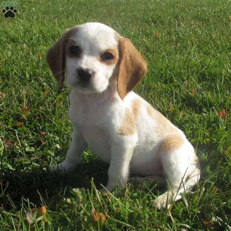 Jessica - Beaglier Puppy For Sale in Pennsylvania