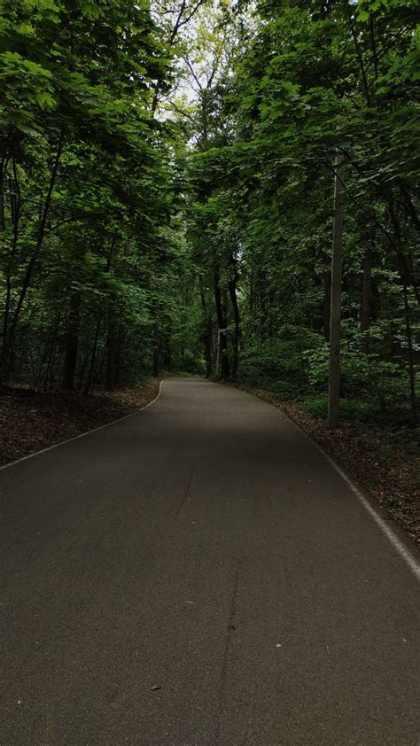 Дорога в лесу | Лес, Живописные пейзажи, Пейзажи
