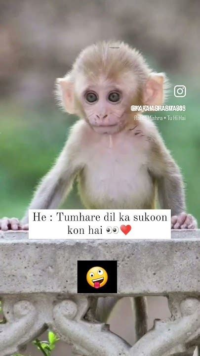 Tu Hi To Hai Song Monkey Funny Short Video 🙉🤪 Monkey Funny