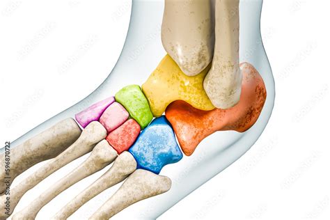 Tarsals Bones Diagram