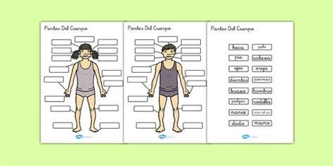 Cusc S Flexible Papeler A Lista De Las Partes Del Cuerpo Humano