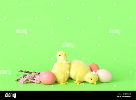 Cute Yellow Chickens Flowers Pussy Willow Branches And Easter Eggs On Green Background Stock