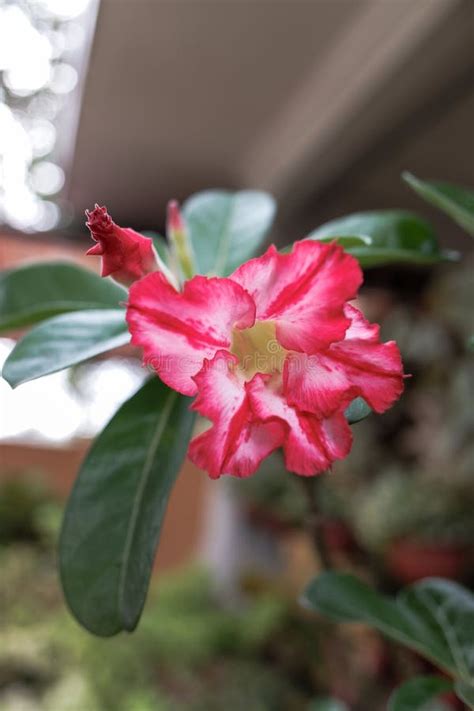 The Adenium Obesum Pink Flowers Stock Image Image Of Pink Green