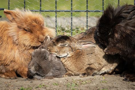 A Group Of Dwarf Rabbits Cleaning Each Other Photograph By Stefan