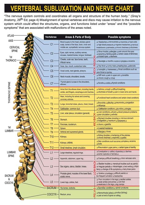 Diagram Of The Nerves In The Body