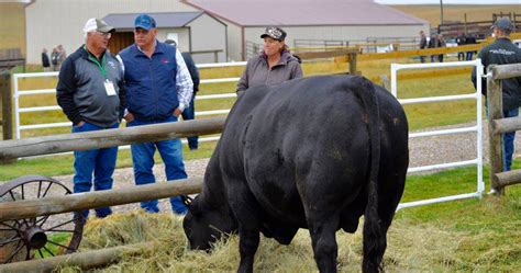 Montana Angus Tour Montana Angus Association