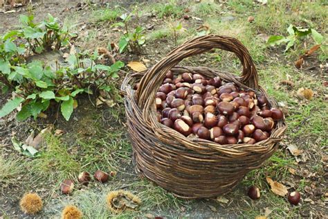 Harvesting Chestnuts Stock Photo Image Of Orchard Harvest