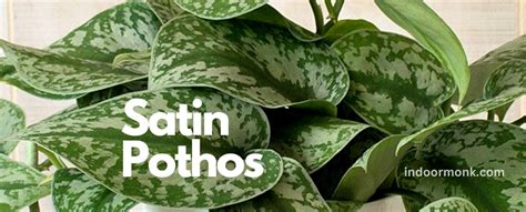Satin Pothos Plant Care Guide For Beginners Indoor Monk