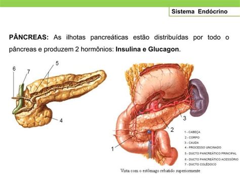 Aula Sistema Endocrino Pptx