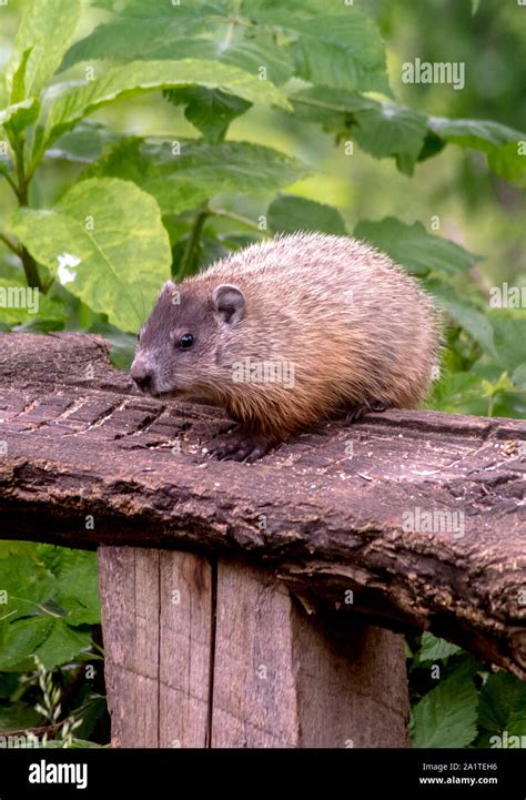 Petite Marmotte Mignonne Banque De Photographies Et Dimages Haute