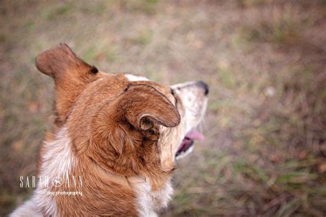 Red Heeler Dog Ears Photo Sarahann Dog Photographysarahann Dog