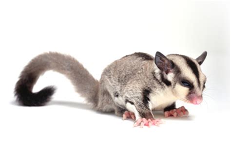 Pet Sugar Glider Breeding & Babies