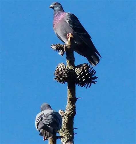 Why Do Pigeons Nod Their Heads When They Walk Primal Theory
