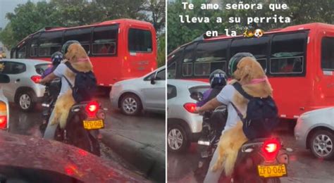 Tiktok Viral Se Ora Lleva A Su Perrito Como Copiloto En Su Moto Y