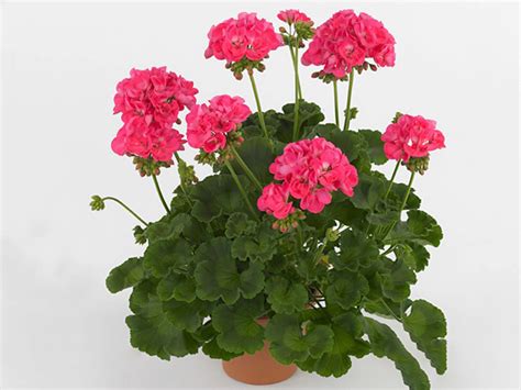 Pelargonium Zonale Grp Summer Idols Hot Pink