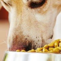 Rimedi Naturali A Base Di Erbe Per La Digestione Del Cane