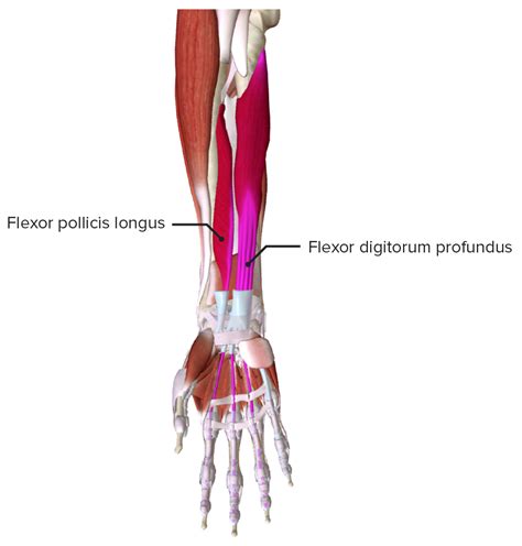 Hand Knochen Muskulatur Innervation Funktion Lecturio