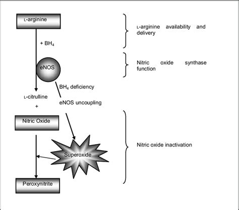 The L Arginine Nitric Oxide Pathway Bh 4 Tetrahydrobiopterin Enos