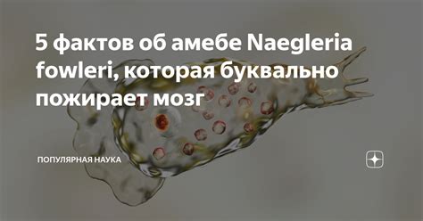 5 фактов об амебе Naegleria fowleri, которая буквально пожирает мозг ...