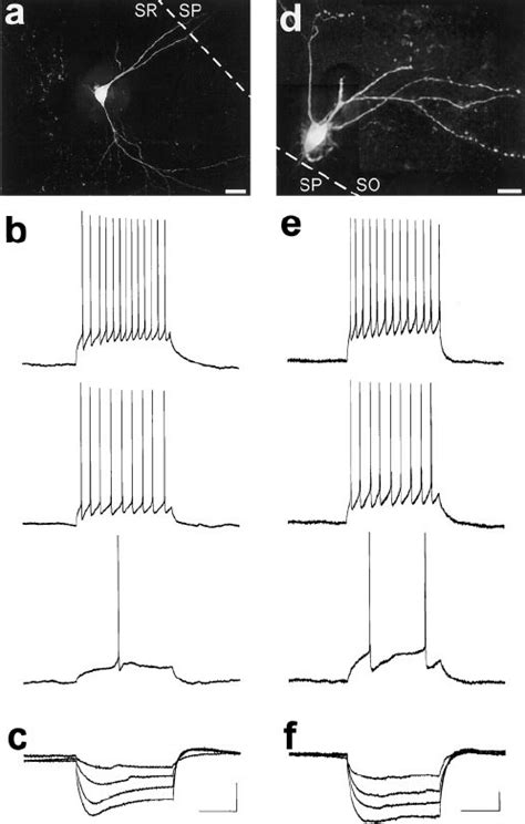 Neurophysiological Properties Of Visually Identified Hippocam Pal