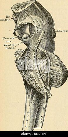 Anatomía descriptiva y aplicada Anatomía Articulación RADIOULNAR