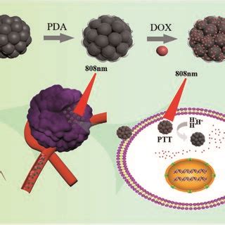 Schematic Illustration For The Design And Synthesis Of Pda Cfns Dox For