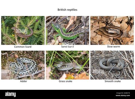 Composite image of the six British reptile species (UK reptiles) in their natural habitat Stock ...