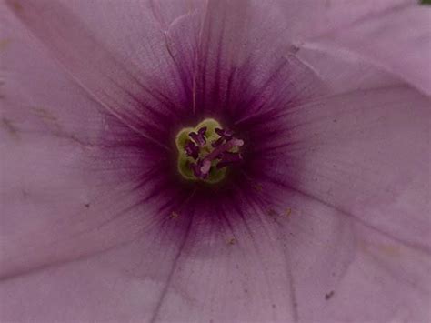 Flora De Malpica De Tajo Campanilla Rosa Convolvulus Althaeoides