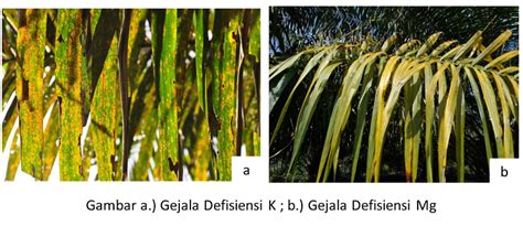 Mengenali Gejala Defisiensi Hara Kalium Dan Magnesium Pada Tanaman