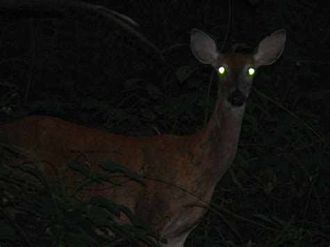 Deer in the Headlights: Low Light Awareness – JS2AppDev