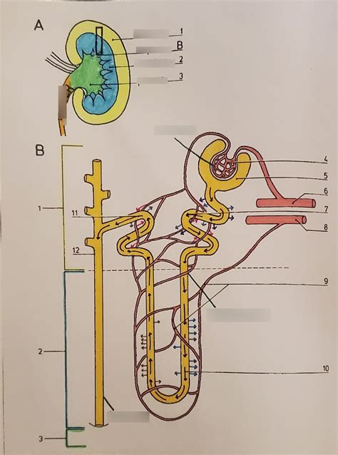 HBS Unit 3 Diagram Quizlet