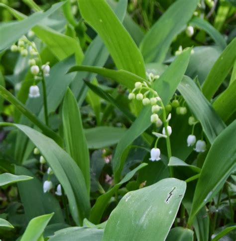 Jardin d'Isabelle: Muguet