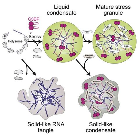 A Role For Rna In Stress Granules Assembly Dresden Condensates