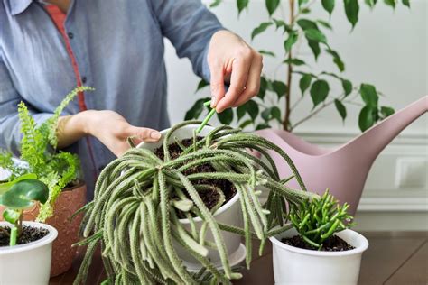 How To Fertilize Succulents The Ultimate Guide Just Houseplants