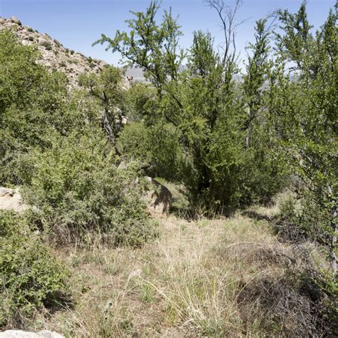 Cercocarpus Breviflorus Hairy Mountain Mahogany Green Things