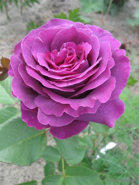 Купить Роза чайно-гибридная Парфюм Дэ Рев Rose hybrid tea Parfum de ...