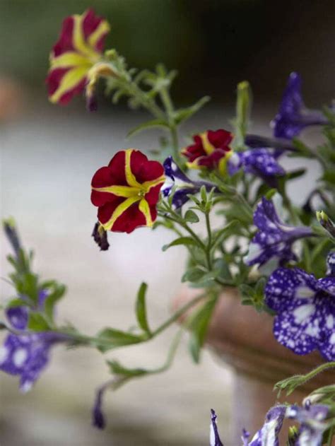 Gardening 101 Petunias Gardenista Web Story Gardenista