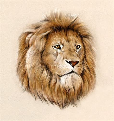 Lion Drawing Color