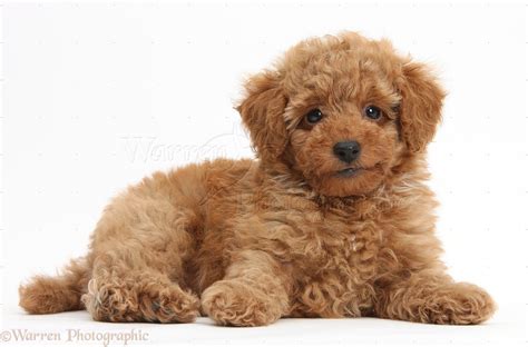 Dog Cute Red Toy Poodle Puppy Photo Wp38746