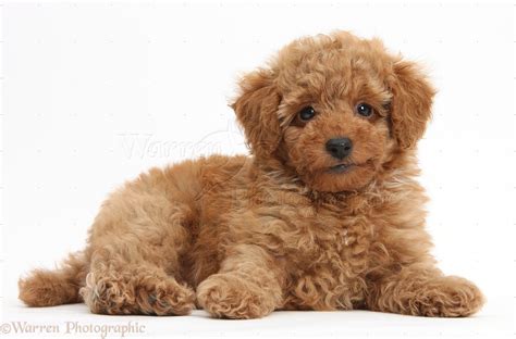 Dog: Cute red Toy Poodle puppy photo WP38746