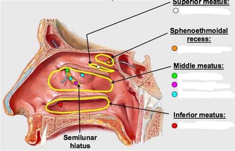 Handn Exam 3 Nose And Sinuses Flashcards Quizlet