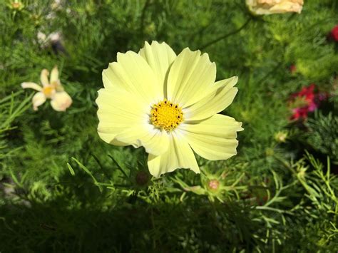 blume flower gelb  photo  pixabay pixabay