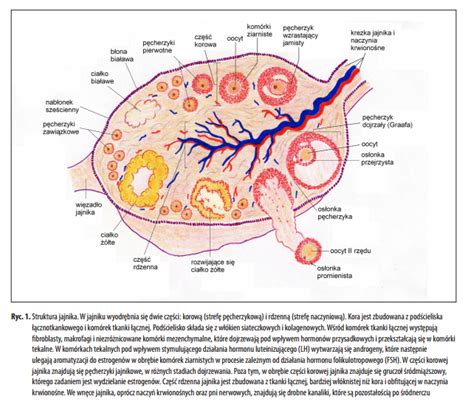 Rak Jajnika Od Biologii Do Kliniki