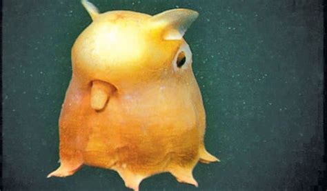 The Rare Dumbo Octopus, Grimpoteuthis - Owlcation