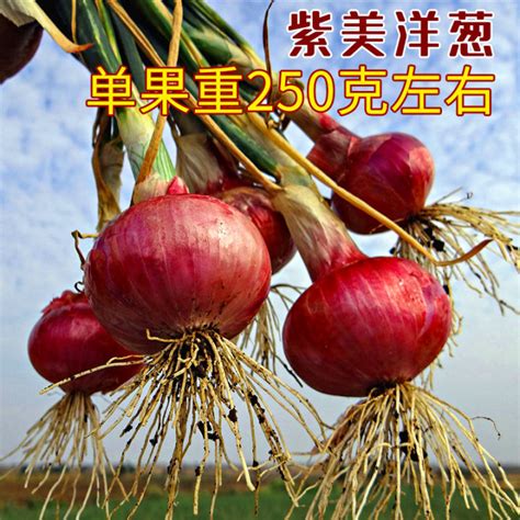 Purple Onion Seeds For High Yield Disease Resistance And Survival