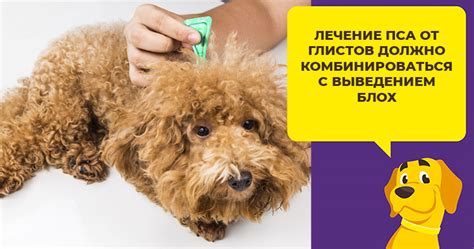 Дронтал плюс инструкция по применению для собак