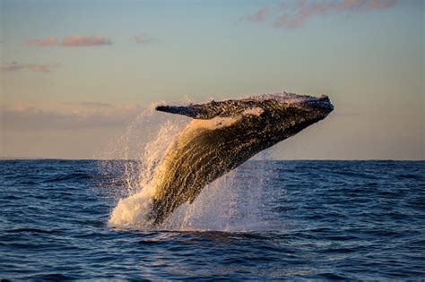 Humpback Whale Breaching At Sunset Stock Photo - Download Image Now ...