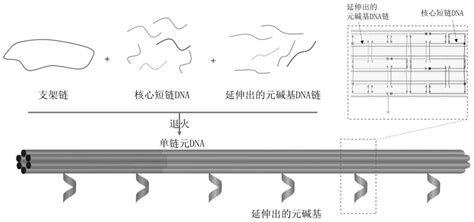 一种用于模拟dna链置换的亚微米元dna系统的制备方法及其应用与流程