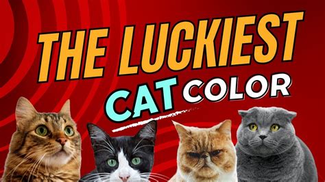 What Is The Luckiest Color Of A Cat The Symbolism Behind Lucky Cat